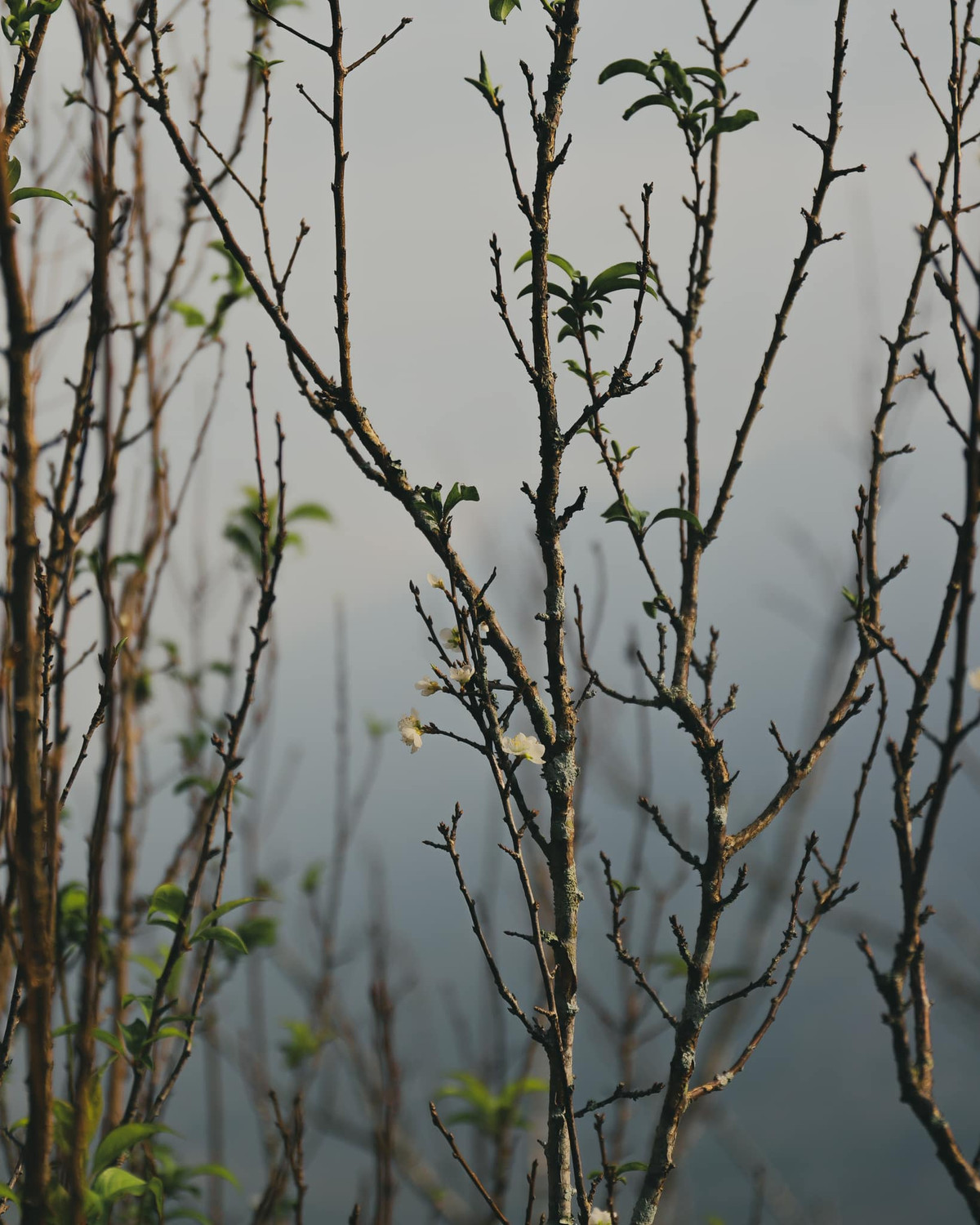 Cây mận, cây đào cũng bắt đầu hé nở những bông hoa đầu tiên. Những cánh hoa hồng phớt, trắng muốt điểm xuyết giữa màu xanh của lá, báo hiệu một mùa xuân đang đến gần.