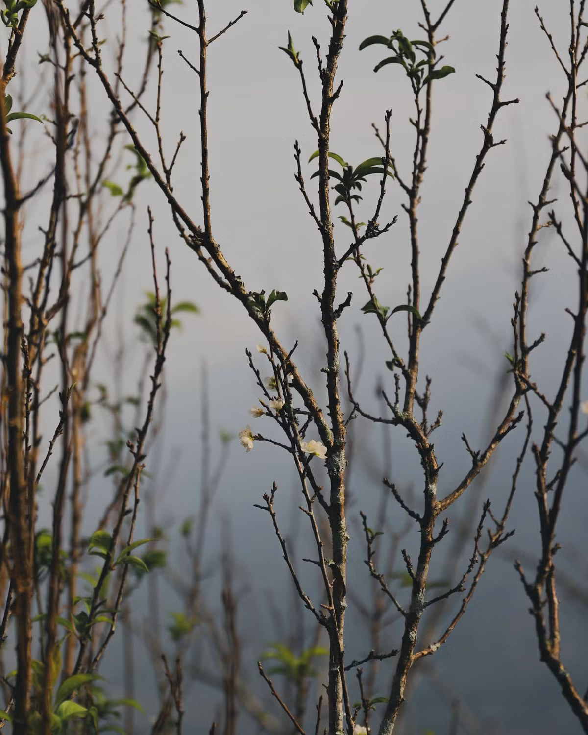 Cây mận, cây đào cũng bắt đầu hé nở những bông hoa đầu tiên. Những cánh hoa hồng phớt, trắng muốt điểm xuyết giữa màu xanh của lá, báo hiệu một mùa xuân đang đến gần.