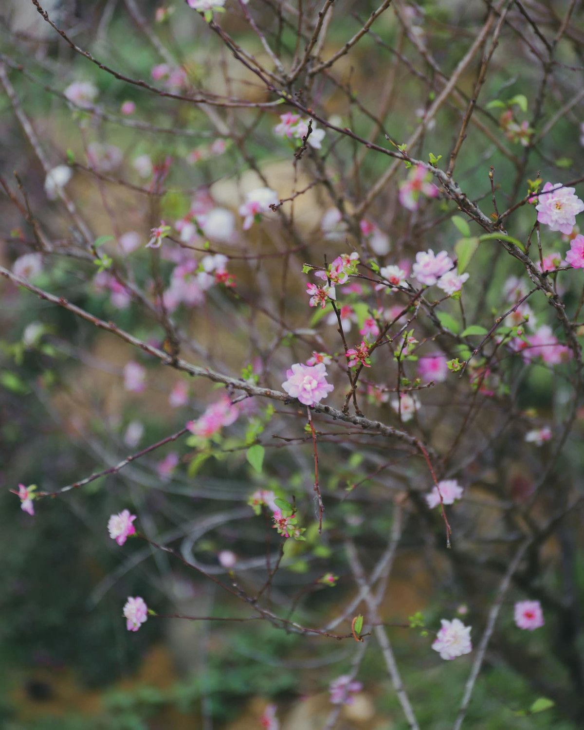 Vào những đêm đông giá lạnh, quây quần bên bếp lửa hồng, nhâm nhi ly rượu táo mèo, nghe người dân bản địa kể chuyện, bạn sẽ cảm nhận được sự ấm áp của tình người.