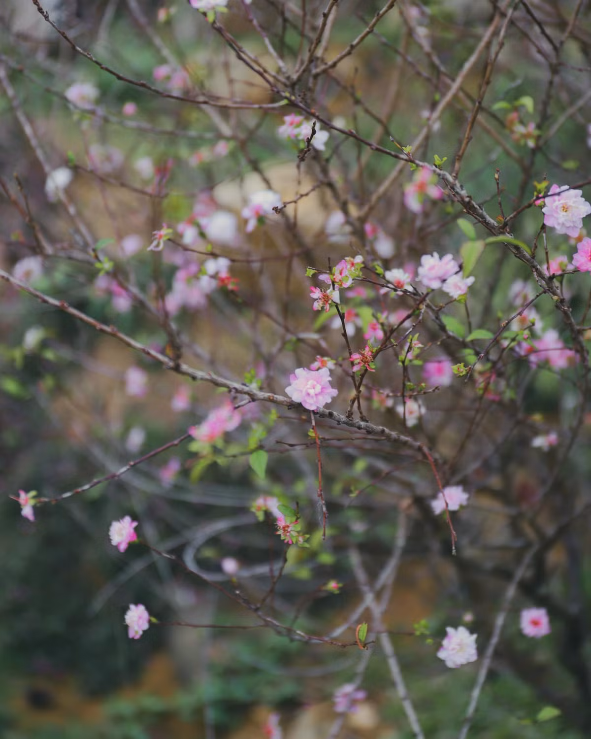 Vào những đêm đông giá lạnh, quây quần bên bếp lửa hồng, nhâm nhi ly rượu táo mèo, nghe người dân bản địa kể chuyện, bạn sẽ cảm nhận được sự ấm áp của tình người.