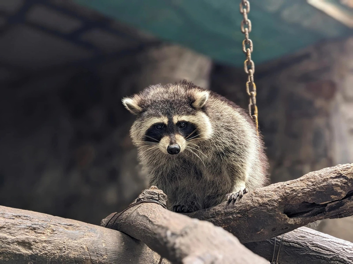 Công Thị Tai Nơ là cô nàng gấu mèo mang quốc tịch Mỹ. Mùa thu cách đây 4 năm về trước, cụ thể vào ngày 30/9/2020, một cô nàng gấu mèo được phát hiện nằm trong kho container đông lạnh -18 độ C nhập cảnh từ Mỹ sau 35 ngày lênh đênh trên biển. Cái tên hóm hỉnh của cô gấu mèo này được lấy cảm hứng từ cụm từ "container".