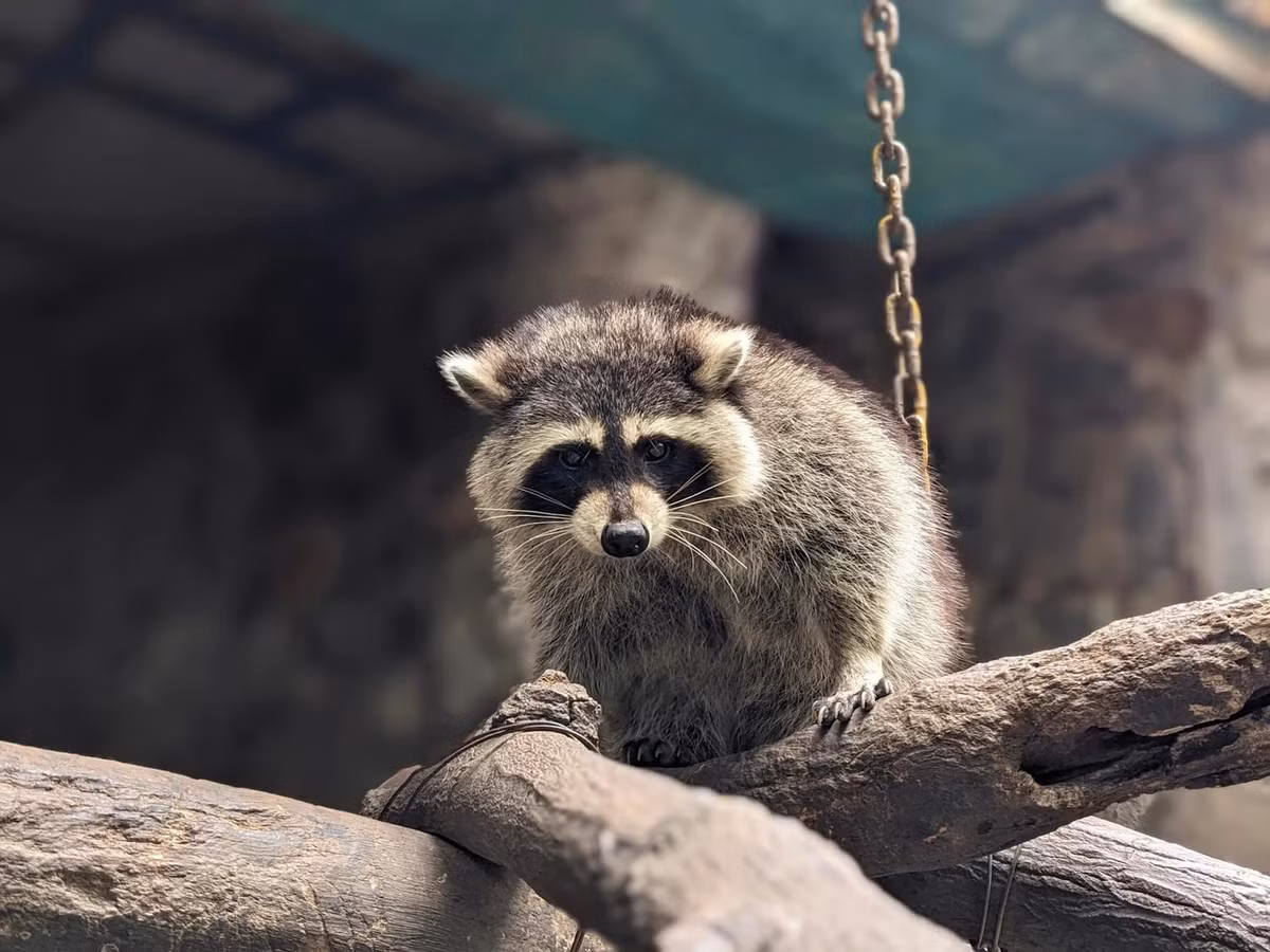 Công Thị Tai Nơ là cô nàng gấu mèo mang quốc tịch Mỹ. Mùa thu cách đây 4 năm về trước, cụ thể vào ngày 30/9/2020, một cô nàng gấu mèo được phát hiện nằm trong kho container đông lạnh -18 độ C nhập cảnh từ Mỹ sau 35 ngày lênh đênh trên biển. Cái tên hóm hỉnh của cô gấu mèo này được lấy cảm hứng từ cụm từ "container".