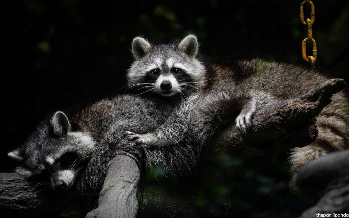 Sau khi nhận được lời đề nghị hỗ trợ, Thảo Cầm Viên Sài Gòn đã đón cô nàng gấu mèo "nhập tịch" Việt Nam theo đường thủy này về chăm sóc.