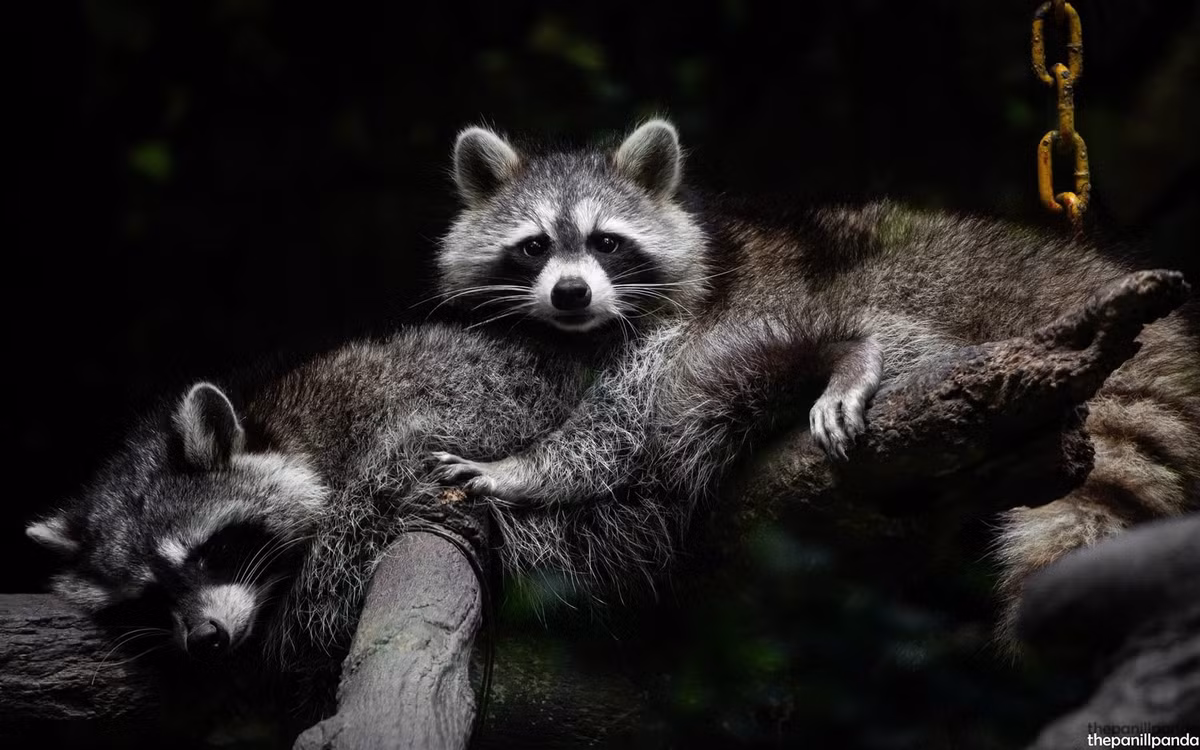 Sau khi nhận được lời đề nghị hỗ trợ, Thảo Cầm Viên Sài Gòn đã đón cô nàng gấu mèo "nhập tịch" Việt Nam theo đường thủy này về chăm sóc.