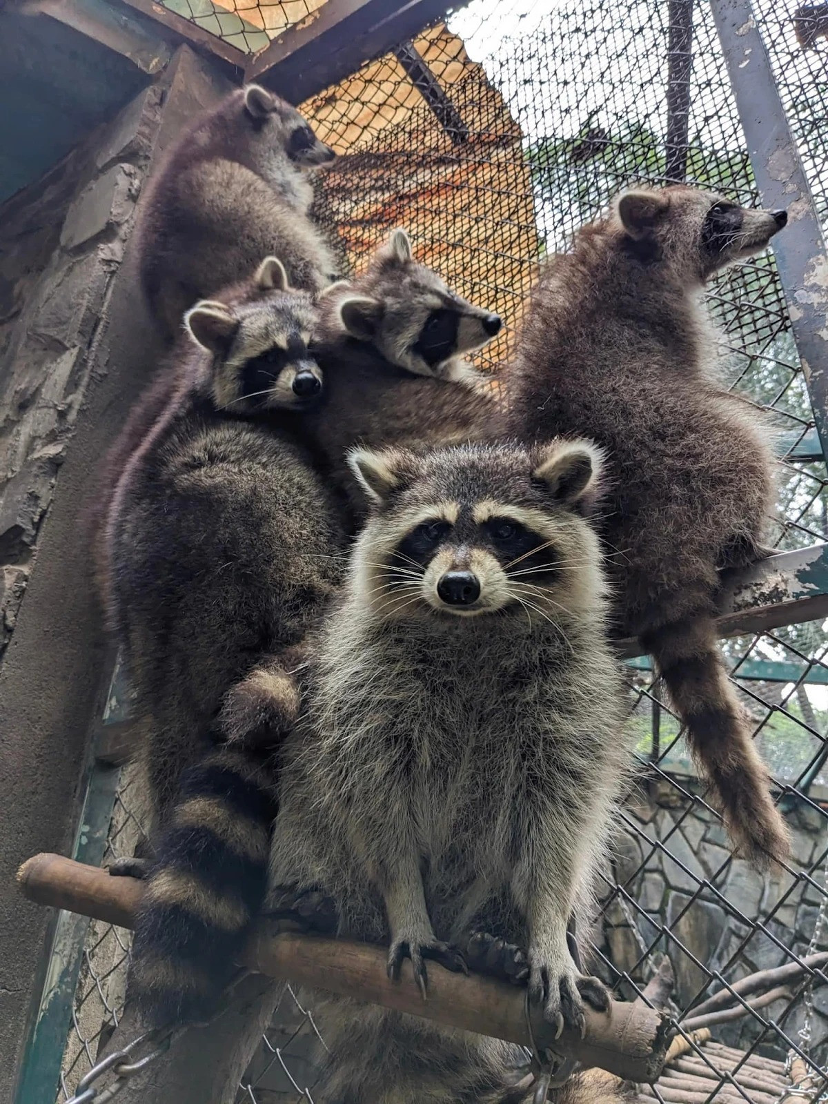 Đến nay cũng đã được 4 năm để từ ngày Công Thị Tai Nơ đặt chân đến Việt Nam. Thảo Cầm Viên Sài Gòn tổ chức kỷ niệm sự kiện ngày cô nàng gấu mèo này gia nhập đại gia đình vườn thú.