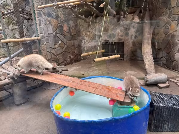 Cùng với mối tình được "sinh sôi nảy nở" tại Thảo Cầm Viên, Tai Nơ đã được làm mẹ, góp phần nâng số lượng "đội quân" này lên 25 cá thể. (Ảnh: Thảo Cầm Viên Sài Gòn)