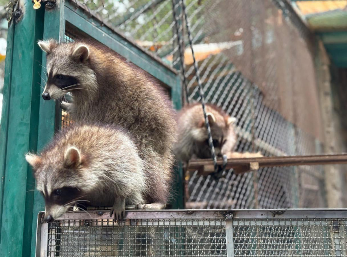 Để có thể sống sót trong không gian lạnh tới -18 độ C, cô nàng gấu mèo này đã trú ẩn tại cục nóng của dàn máy lạnh container, đồng thời lấy thịt trên xe làm thức ăn.