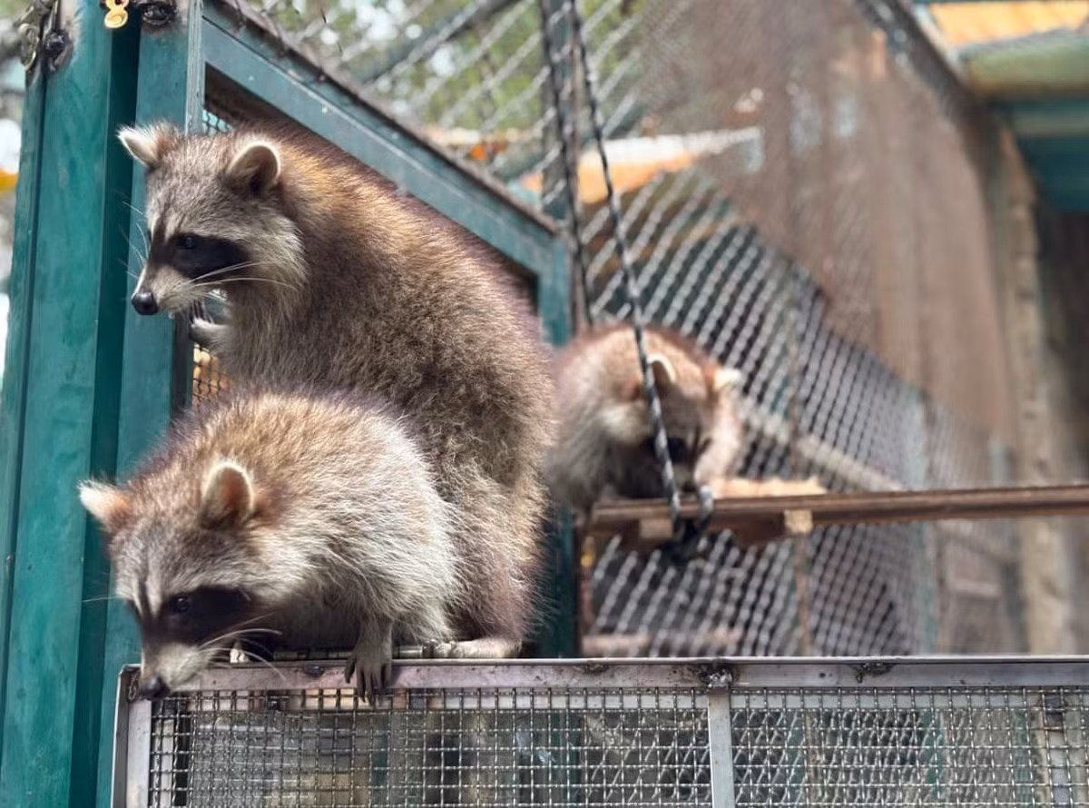 Để có thể sống sót trong không gian lạnh tới -18 độ C, cô nàng gấu mèo này đã trú ẩn tại cục nóng của dàn máy lạnh container, đồng thời lấy thịt trên xe làm thức ăn.
