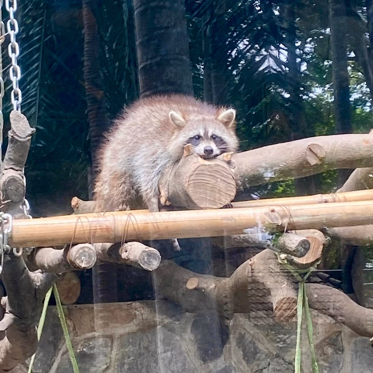 Với sở thích ngủ "treo cổ", gấu mèo ở Thảo Cầm Viên không ít lần khiến du khách hốt hoảng gọi hotline cứu hộ vì tưởng gấu mèo bị mắc kẹt.