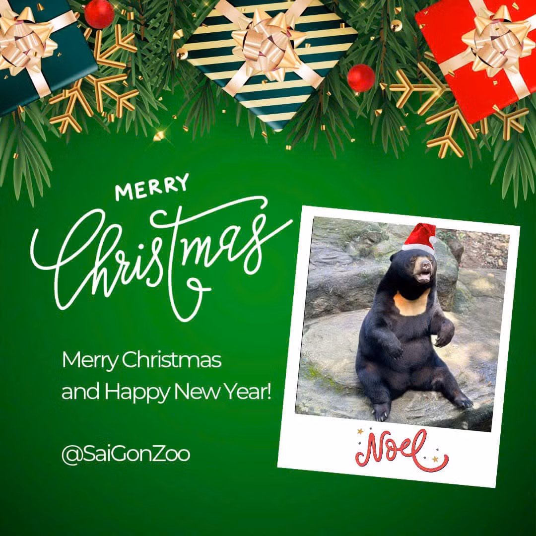 Sáng 21-12, Thảo Cầm Viên Sài Gòn đã tổ chức sự kiện mừng sinh nhật gấu Noel tròn 4 tuổi. Chú gấu chó này được biết đến với ngoại hình hơi...ngáo ngơ nhưng vô cùng đáng yêu.