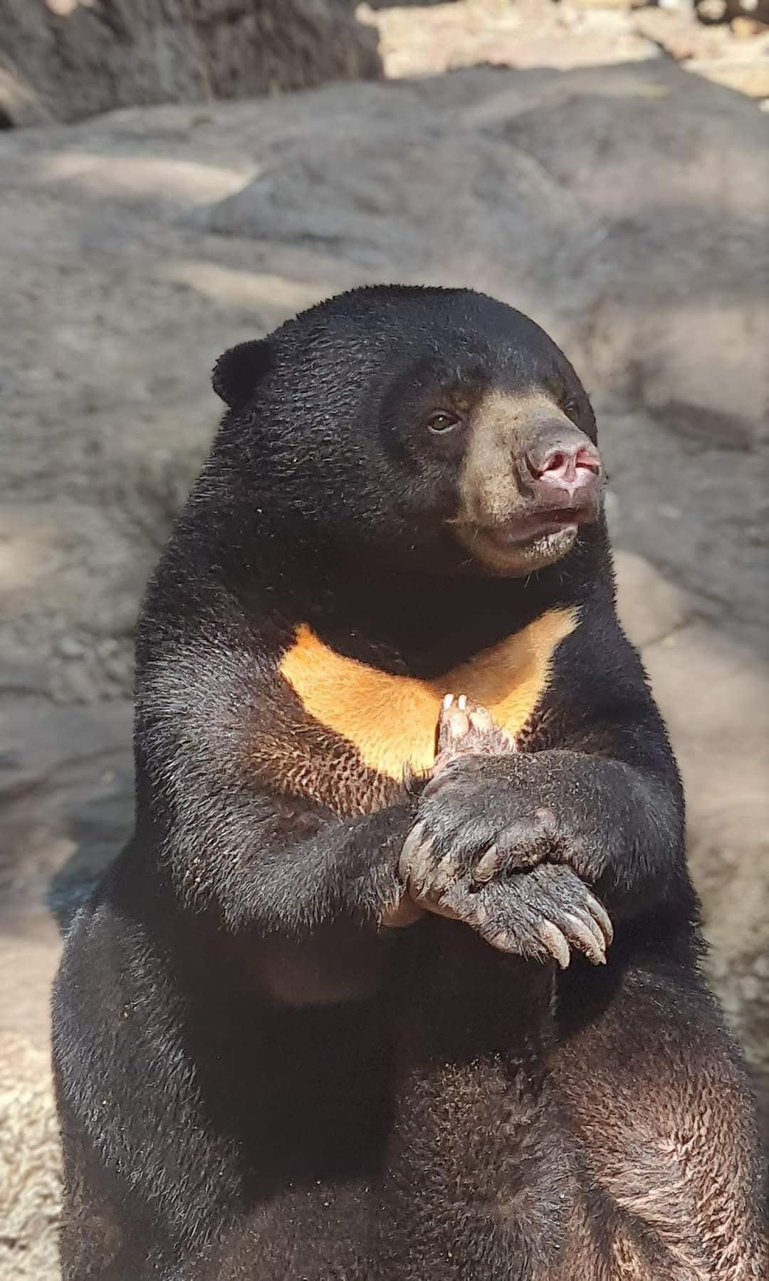 Vào dịp Giáng sinh năm 2020, trời se se lạnh, gấu mẹ đã hạ sinh một bé gấu cái sau mấy chục năm sống tại đây. Đây là trường hợp hiếm gấu có thể sinh sản tự nhiên trong môi trường nuôi nhốt. Cũng vì lý do đó mà chú gấu được đặt cho cái tên Noel độc lạ.