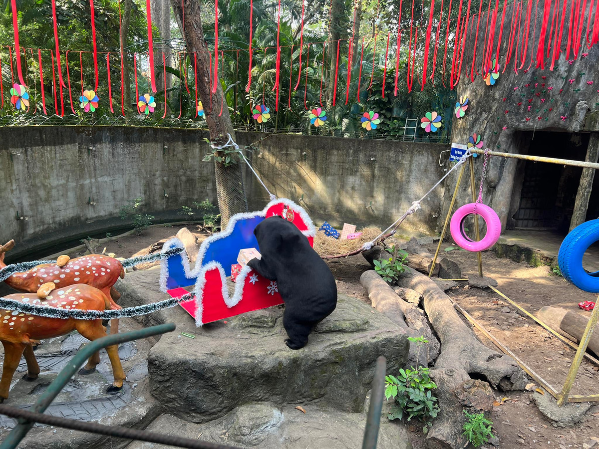 Một số "fan ruột" của nàng gấu đã cùng nhân viên Thảo Cầm Viên tự tay trang trí cây thông từ những món ăn mà gia đình gấu yêu thích.