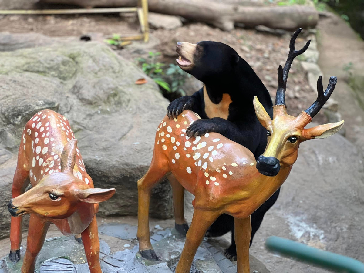 Các món quà sinh nhật được đặt ở những vị trí khác nhau trong khu vực của gấu, khuyến khích Noel và gia đình khám phá, tìm tòi.