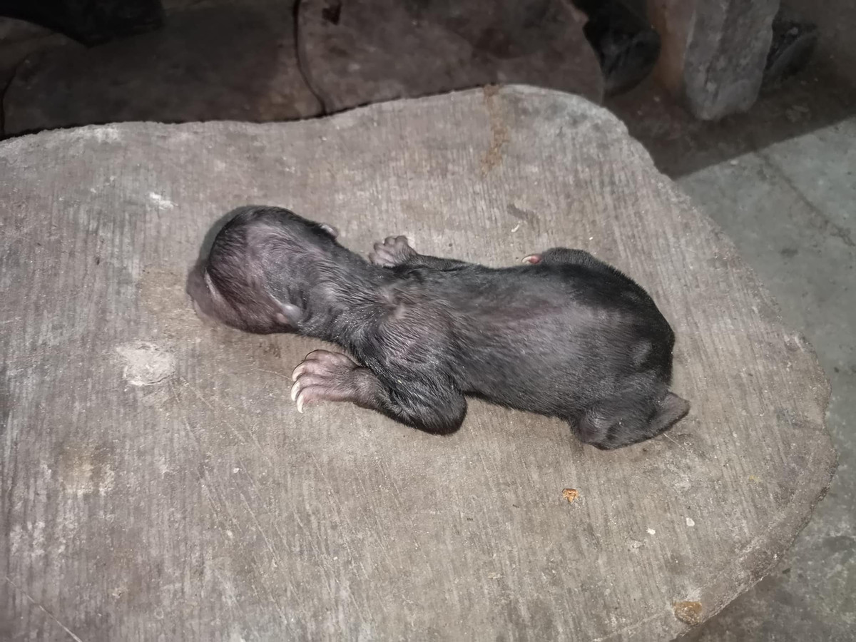 Nhân dịp sinh nhật gấu Noel, Thảo Cầm Viên Sài Gòn cũng đăng tải loạt ảnh Noel từ ngày còn bé.