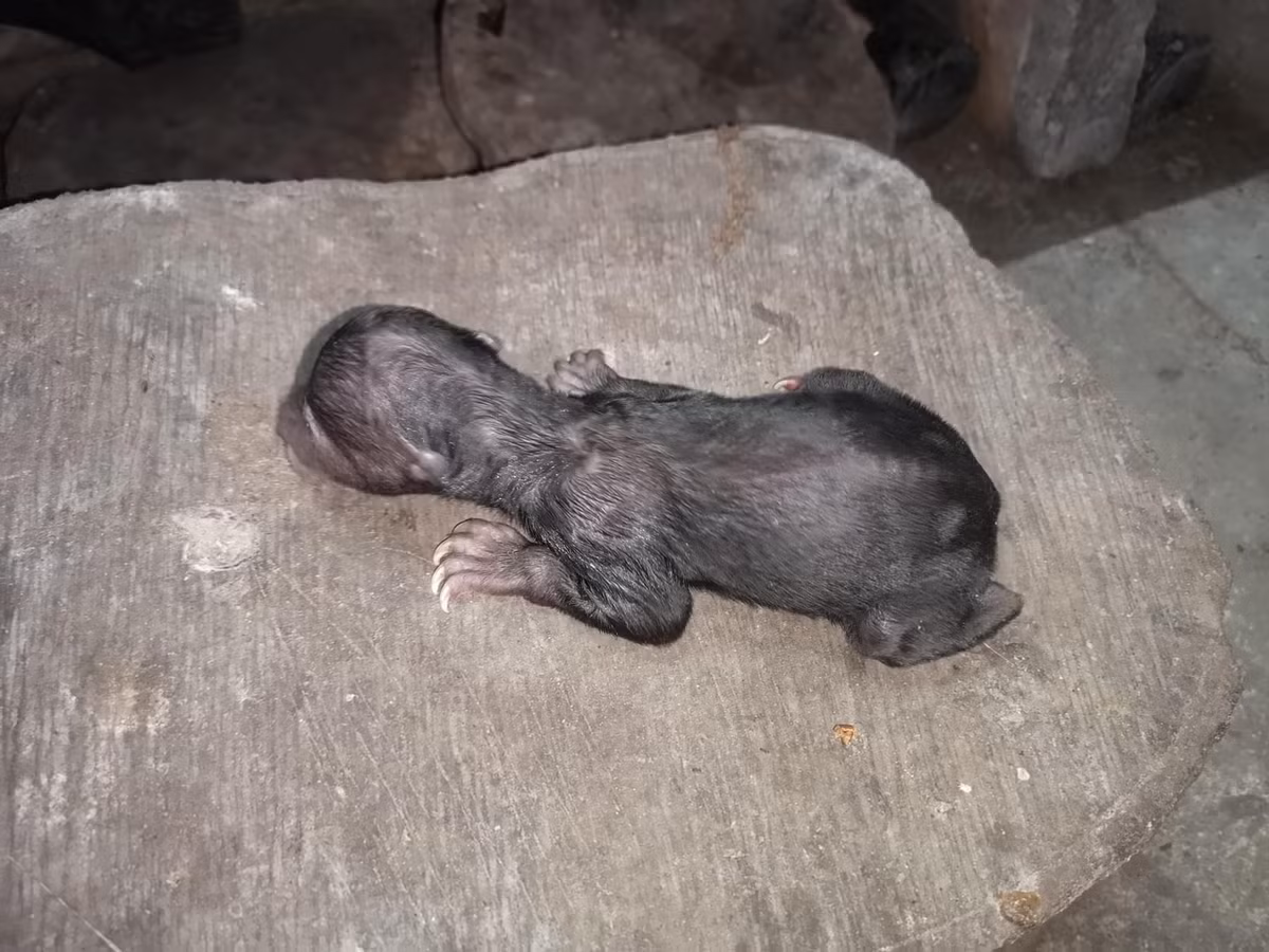 Nhân dịp sinh nhật gấu Noel, Thảo Cầm Viên Sài Gòn cũng đăng tải loạt ảnh Noel từ ngày còn bé.