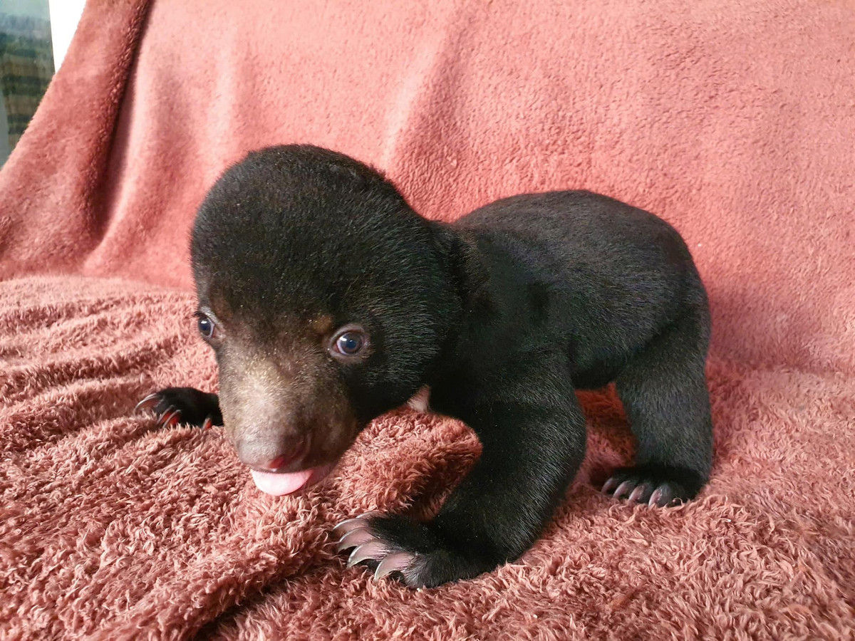 Được biết, gấu con rất thích nghịch nước, khi còn nhỏ hay tìm một chậu nước để tắm sau đó lật lật chậu nước đổ nước lênh láng.