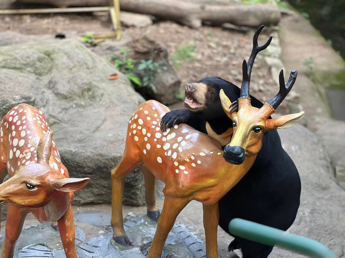 Gấu Noel là loài gấu chó được sinh ra và nuôi tại Thảo cầm viên. Gấu ba tên Sol sinh năm 1998, gấu mẹ tên Mi sinh năm 1991.