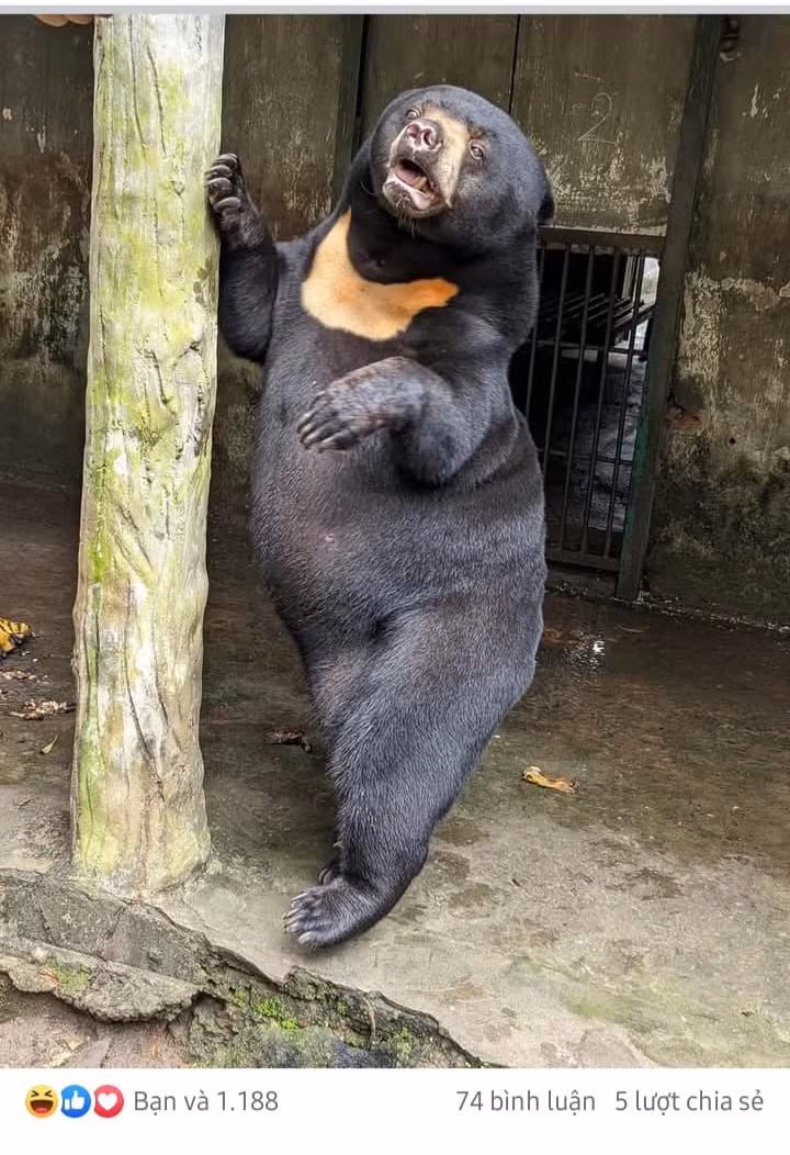 Từ căn phòng thú y, Noel dần chuyển sang sân chơi rộng hơn và từng bước làm quen với mẹ Mi và cha Sol.