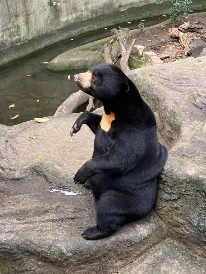 Noel được các bác sĩ thú y, nhân viên động vật chăm sóc bằng cách nuôi hoàn toàn không bằng sữa mẹ.