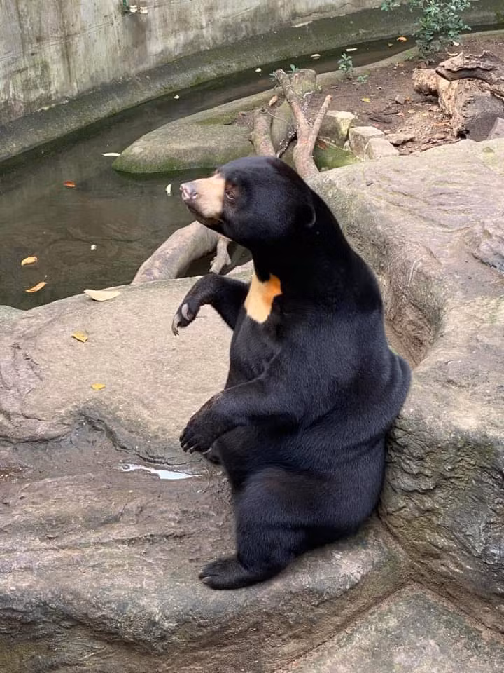 Noel được các bác sĩ thú y, nhân viên động vật chăm sóc bằng cách nuôi hoàn toàn không bằng sữa mẹ.