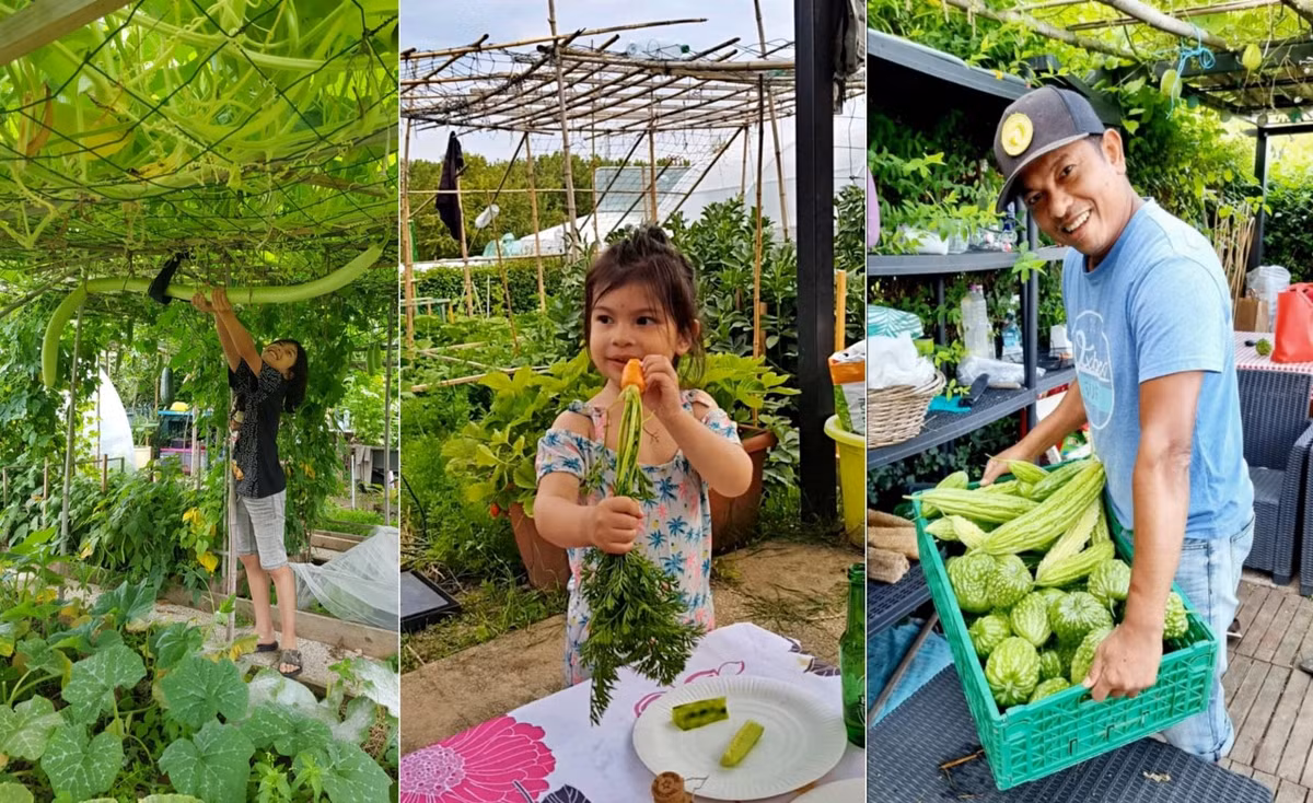 Tuy vậy, thời tiết lạnh kéo dài, đất đai cằn cỗi, thiếu dinh dưỡng khiến anh vấp phải nhiều khó khăn. Bất chấp điều kiện thổ nhưỡng không phù hợp, ông bố Việt vẫn kiên trì, trồng thành công vườn rau củ xanh mướt ở Pháp để gợi nhớ tuổi thơ và hương vị quê nhà.