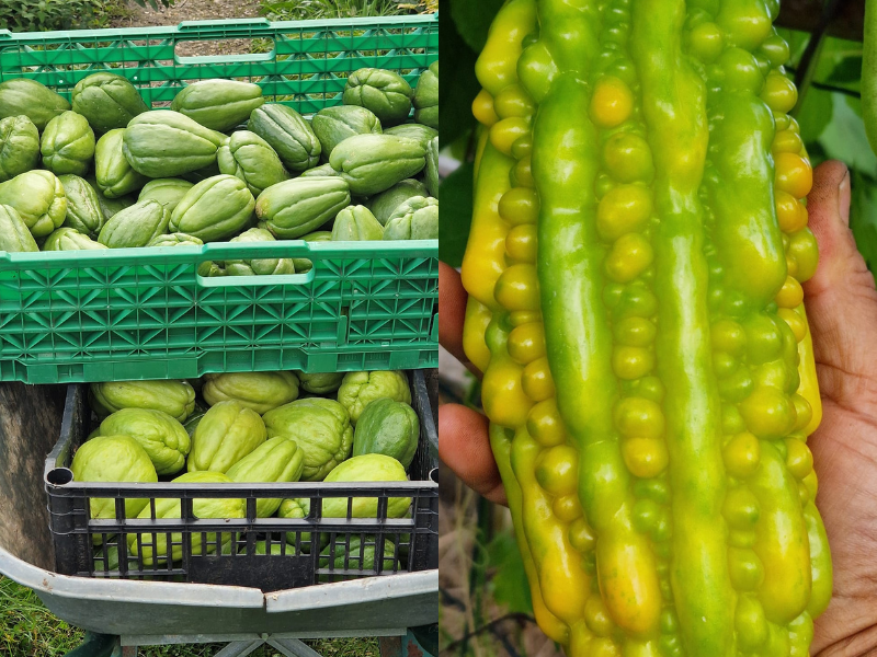 Anh quyết định cải tạo khu vườn nhỏ 120m2 ở ngoại ô Paris để trồng rau củ Việt như: bầu, bí xanh, khổ qua, mướp hương, su su, cải xanh, hành, hẹ, rau mùi…