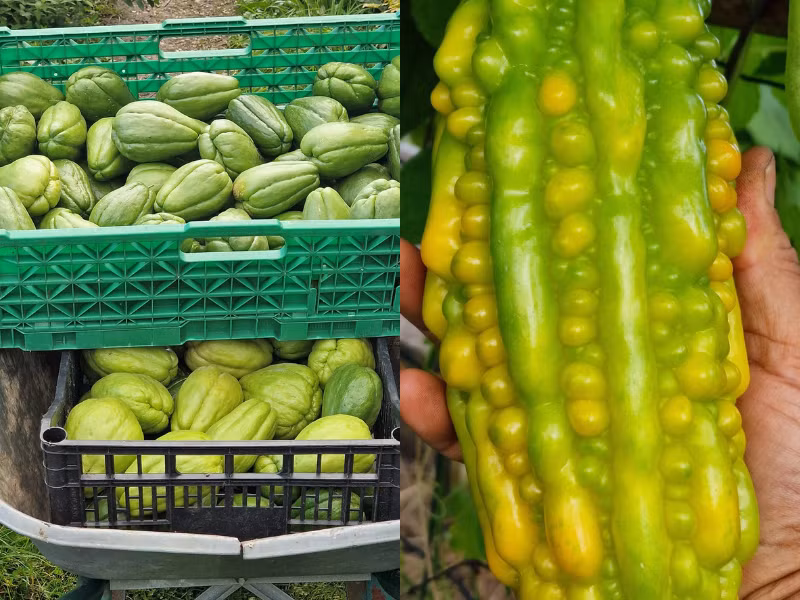 Anh quyết định cải tạo khu vườn nhỏ 120m2 ở ngoại ô Paris để trồng rau củ Việt như: bầu, bí xanh, khổ qua, mướp hương, su su, cải xanh, hành, hẹ, rau mùi…