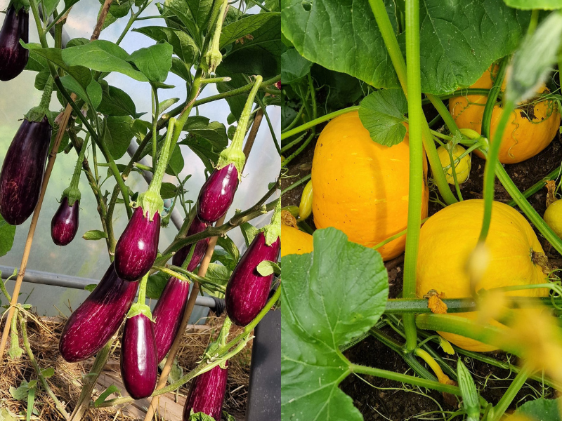 Ngoài màu xanh mướt của các giàn và luống rau, khu vườn còn được tô điểm bởi các màu sắc đỏ, tím, vàng từ các loại cà chua, ớt, nho và dâu tây, tạo nên một khung cảnh sống động và tràn đầy sức sống.