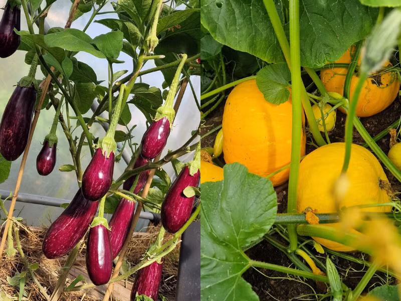 Ngoài màu xanh mướt của các giàn và luống rau, khu vườn còn được tô điểm bởi các màu sắc đỏ, tím, vàng từ các loại cà chua, ớt, nho và dâu tây, tạo nên một khung cảnh sống động và tràn đầy sức sống.