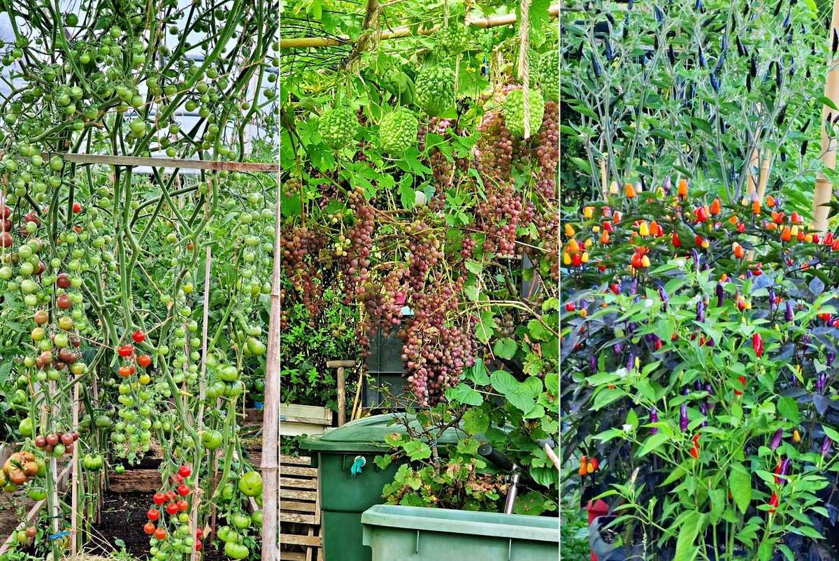 Khu vườn này được phủ kín bởi những luống rau cải xanh, tần ô, rau răm, tía tô...