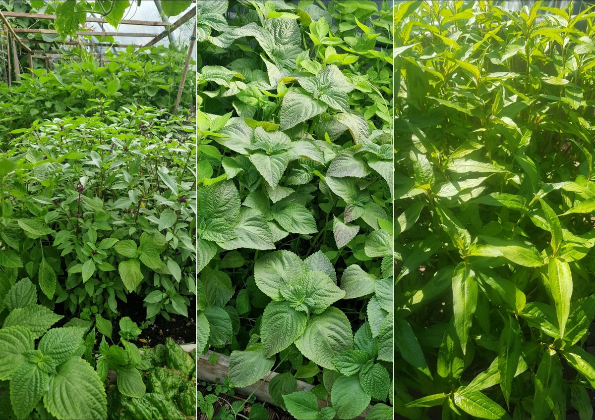 Sau mười năm kiên trì cải tạo đất và tìm kiếm phương pháp trồng cây thích hợp với khí hậu và thổ nhưỡng của ngoại ô Paris, hiện nay anh đã có một khu vườn rau củ xanh tươi mơn mởn.