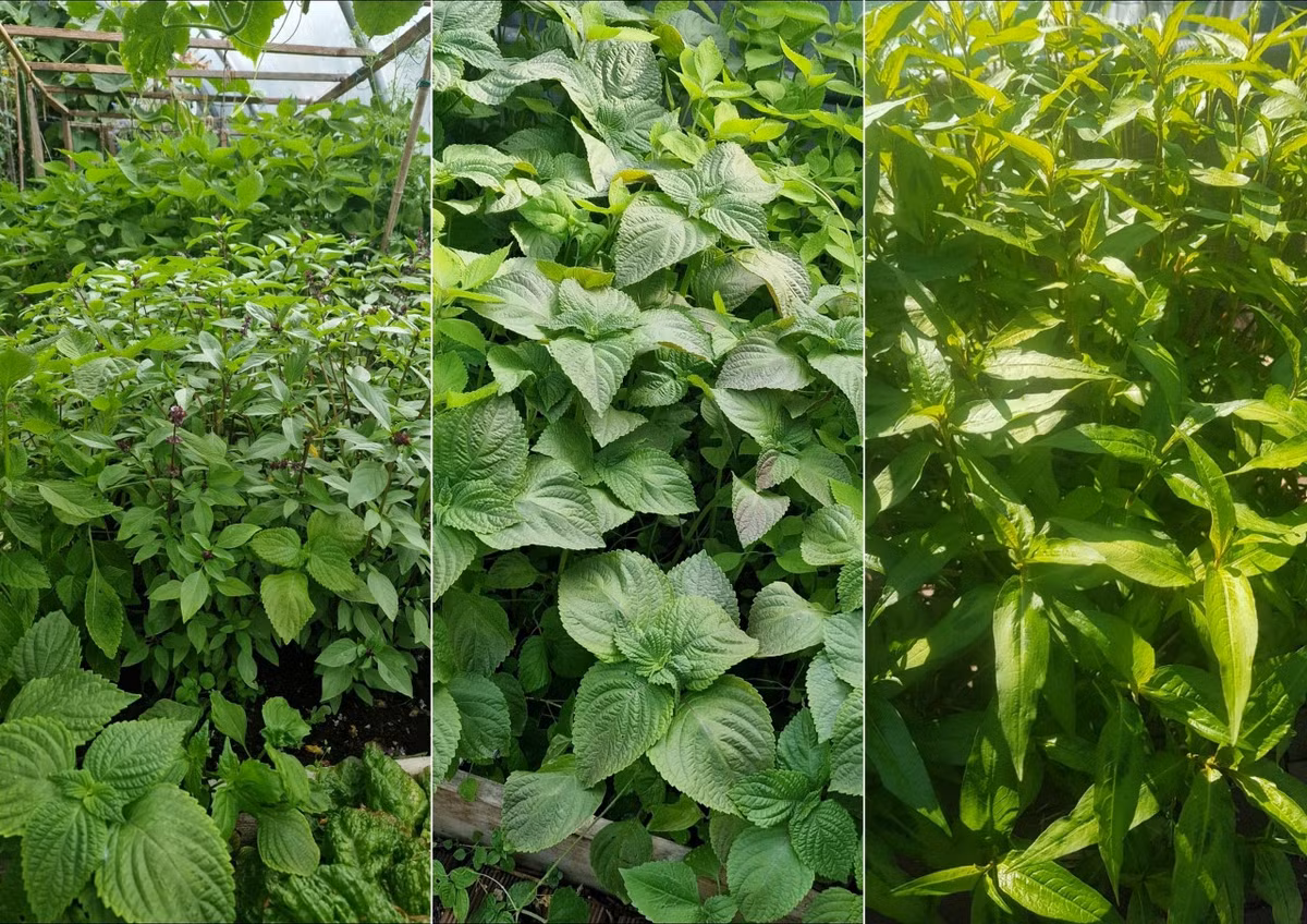 Sau mười năm kiên trì cải tạo đất và tìm kiếm phương pháp trồng cây thích hợp với khí hậu và thổ nhưỡng của ngoại ô Paris, hiện nay anh đã có một khu vườn rau củ xanh tươi mơn mởn.