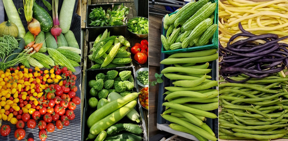 Tại Pháp, đặc biệt là ở miền Bắc, thời tiết khắc nghiệt với mùa đông kéo dài và thiếu ánh sáng khiến việc trồng các loại cây nhiệt đới trở nên thách thức.