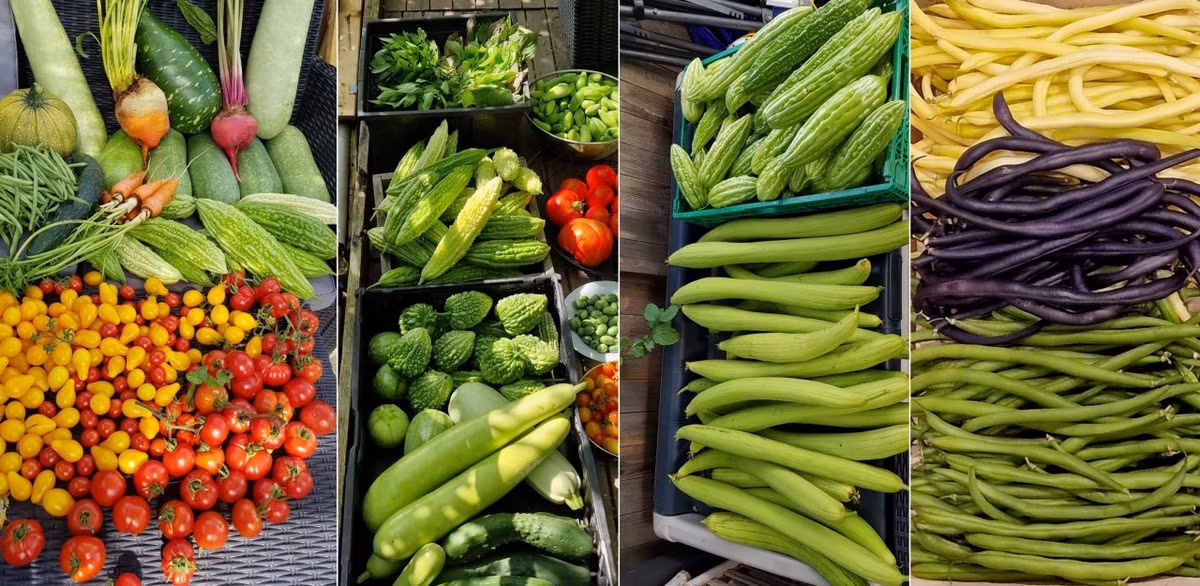 Tại Pháp, đặc biệt là ở miền Bắc, thời tiết khắc nghiệt với mùa đông kéo dài và thiếu ánh sáng khiến việc trồng các loại cây nhiệt đới trở nên thách thức.