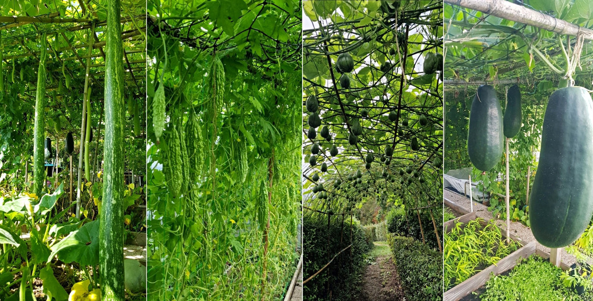 Trên cao, anh đã dựng những giàn cho mướp đắng, su su, bí xanh, bí đỏ... tất cả đều nặng trĩu trái. Đặc biệt, anh đã thành công trong việc trồng giàn bầu với những quả dài hơn 2 mét và thậm chí cả dưa hấu đỏ.