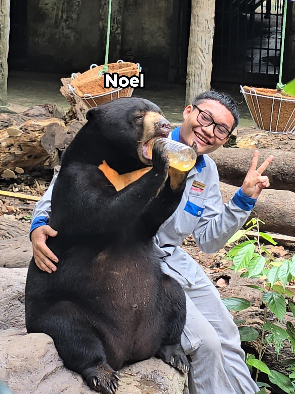 Công chúa Noel - ngôi sao sáng của Thảo Cầm Viên được rất nhiều người yêu mến. Sở dĩ chú gấu chó này có cái tên đặc biệt là Noel vì cô gấu được sinh ra vào đúng ngày lễ Giáng sinh. Noel cũng vừa có một bữa tiệc sinh nhật hoành tráng.