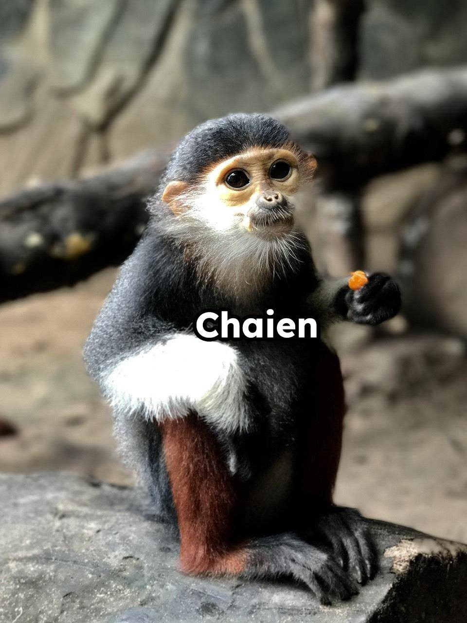 Chú Voọc chân nâu có tên Chaien. Nghe tên thì khá hổ báo nhưng ngoại hình lại không hề hổ báo tí nào.