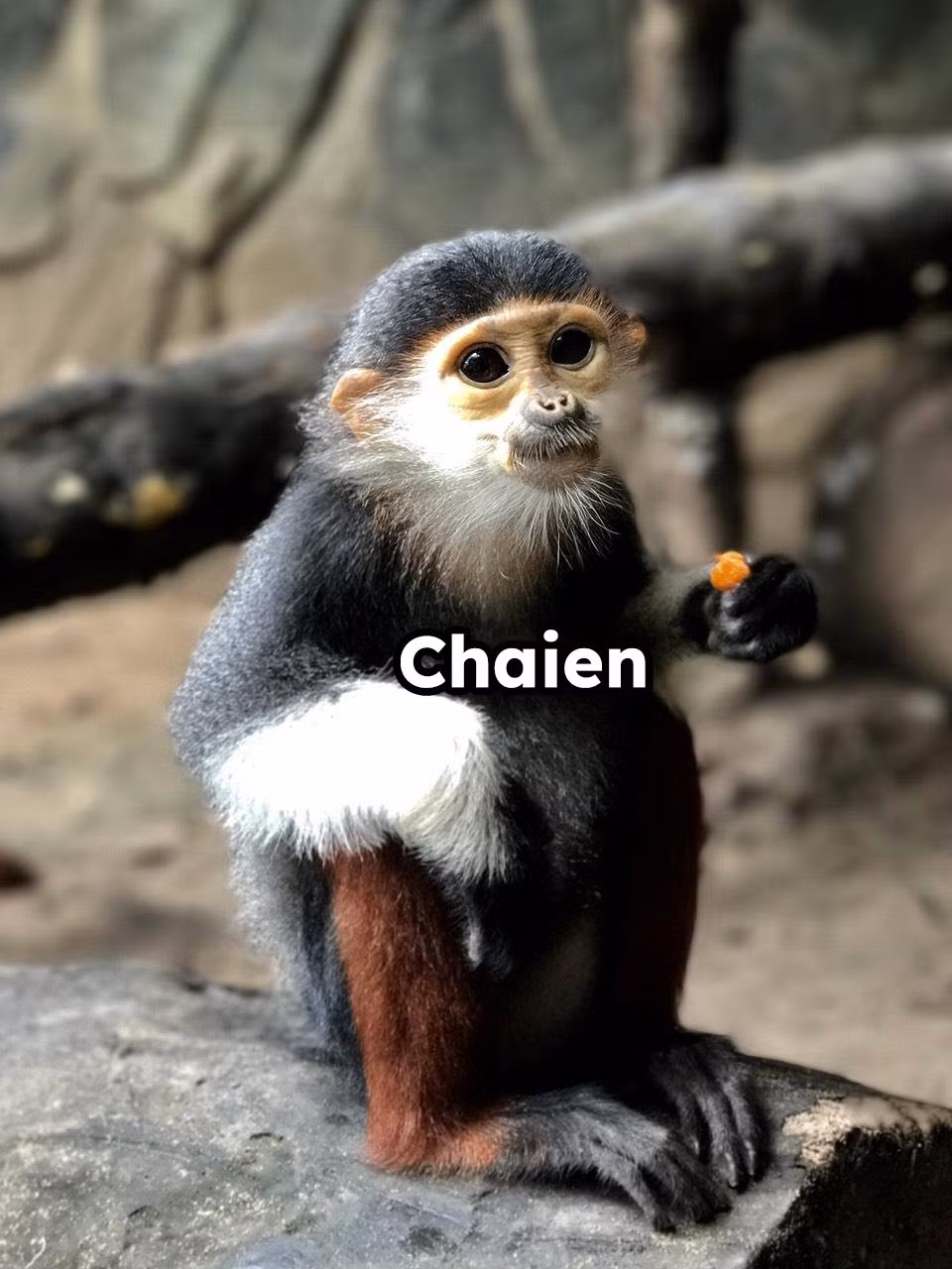 Chú Voọc chân nâu có tên Chaien. Nghe tên thì khá hổ báo nhưng ngoại hình lại không hề hổ báo tí nào.