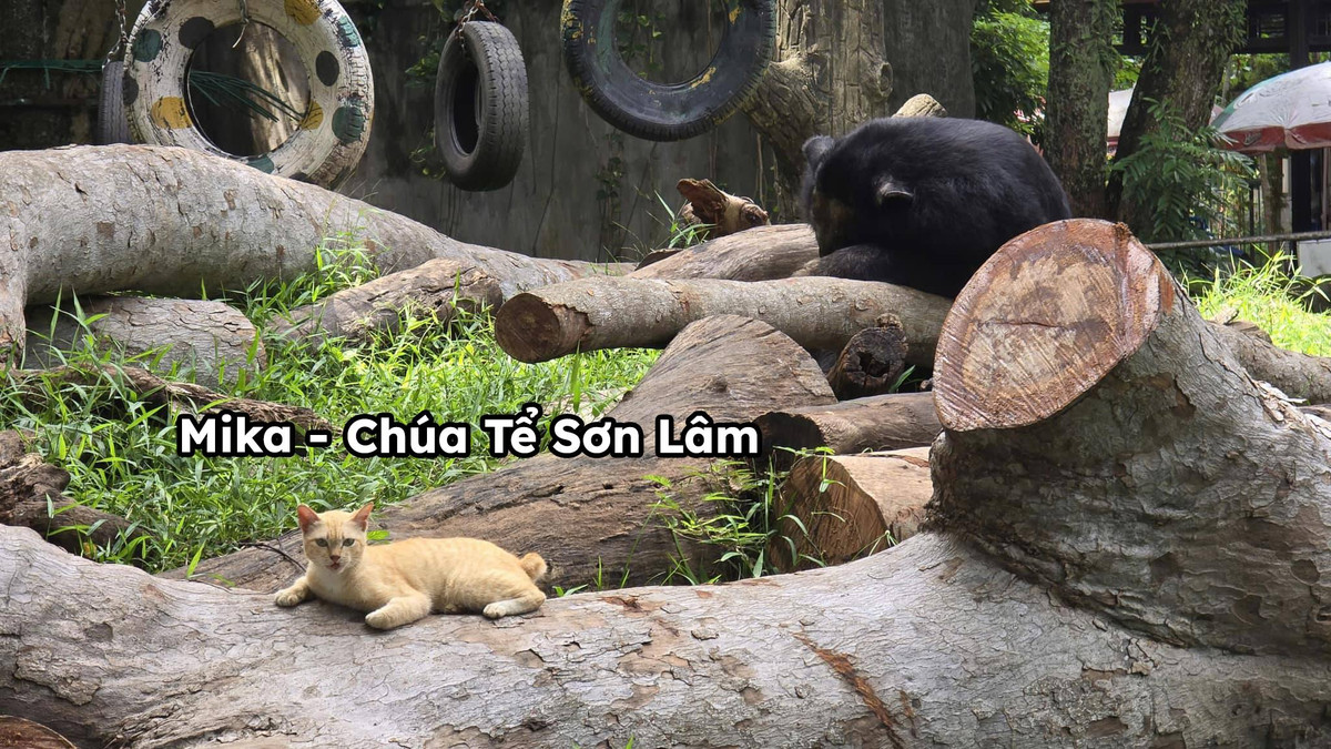 Nhân vật "đầu gấu" nhất Thảo Cầm Viên chắc phải kể đến chú mèo cam này. Ung dung ngồi trong chuồng gấu với phong thái lười biếng.