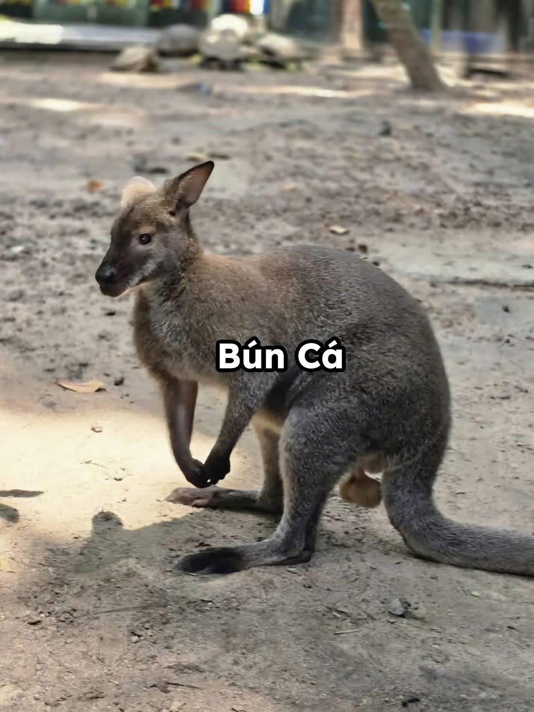 Chuột túi Bún Cá thường bị khách tham quan nhắc nhở rằng cần mặc trang phục kín đáo hơn, tránh để lộ điểm nhạy cảm nhưng vẫn "chứng nào tật nấy".