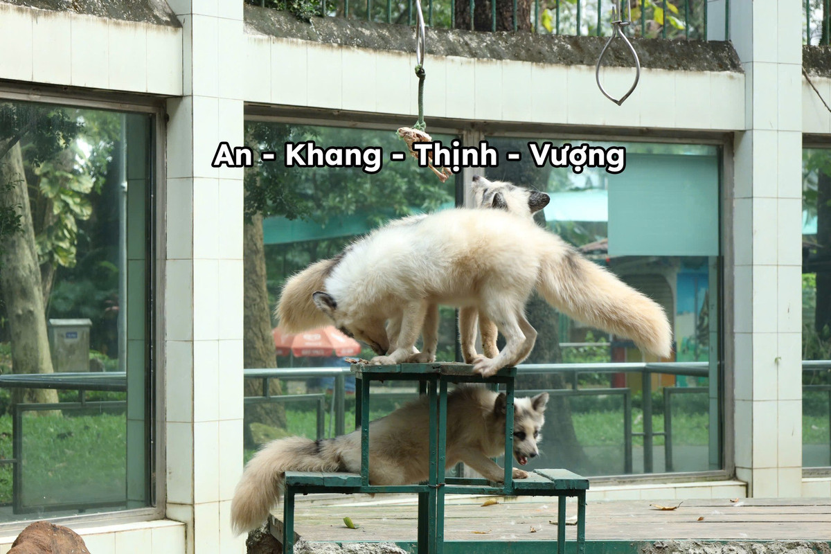 Gia đình cáo trắng gồm 4 thành viên An - Khang - Thịnh - Vượng thời gian gần đây cũng "làm mua làm gió" trên mạng xã hội với loạt ảnh ghi lại những biểu cảm "ngáo ngơ", dù vốn mang gương mặt giảo hoạt.