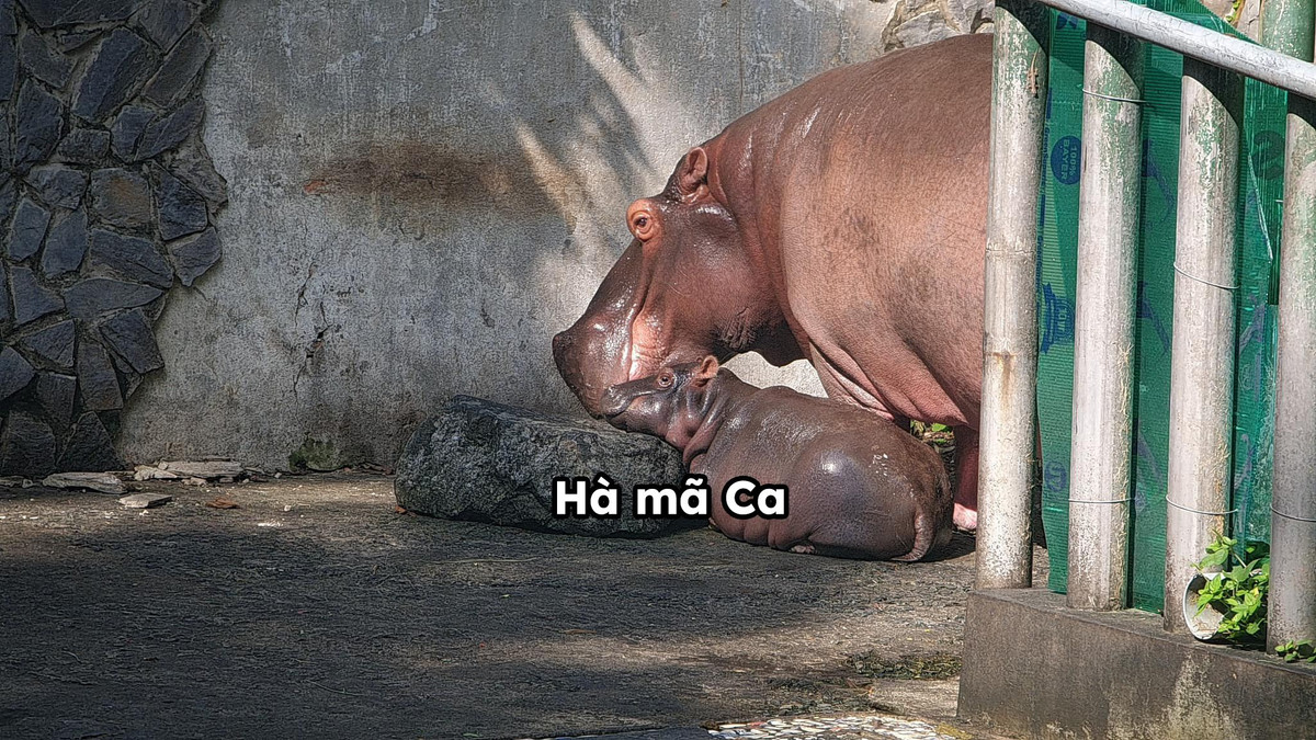 Bé hà mã tên Ca với "body" đáng nể.