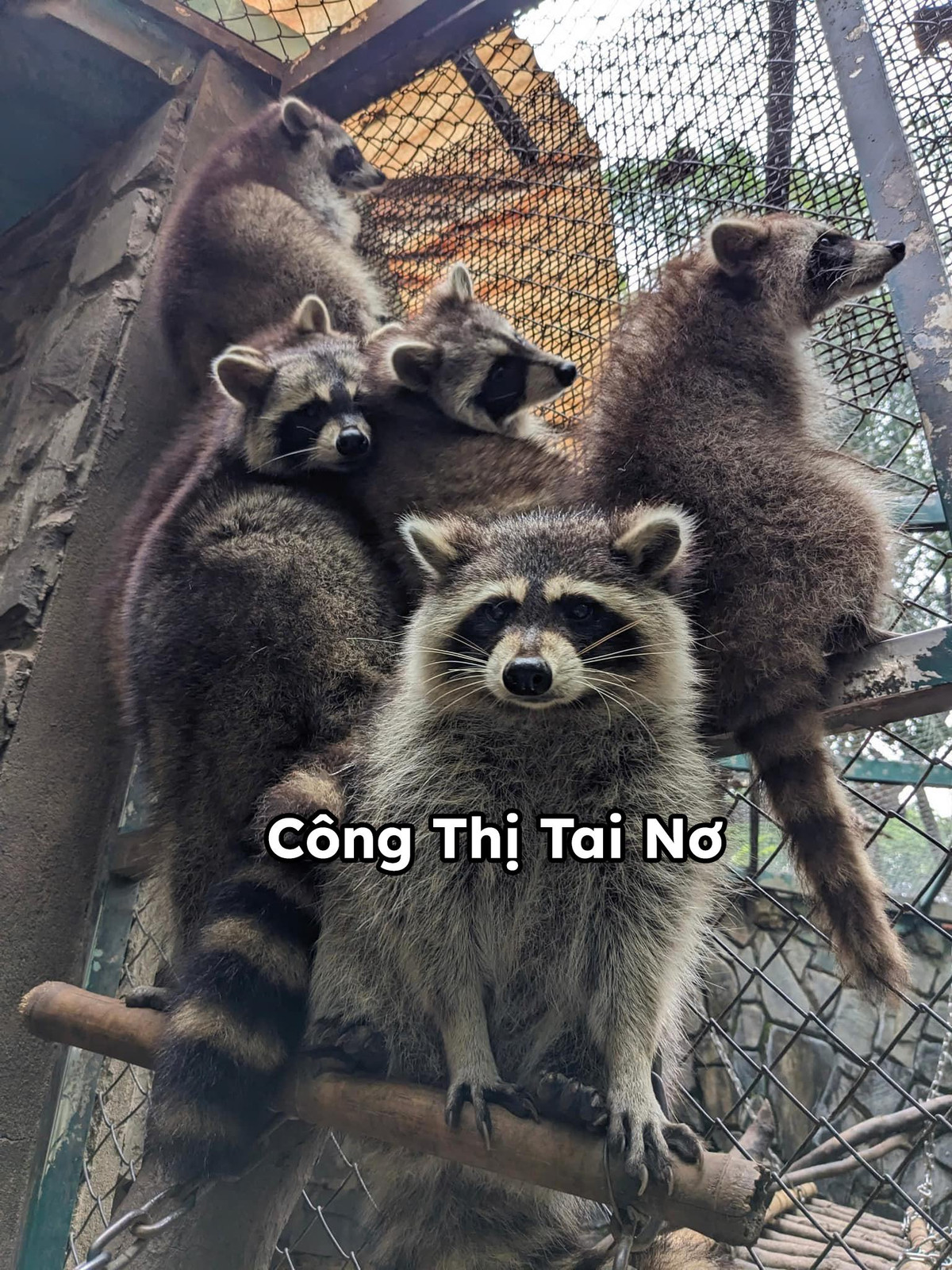 Cô nàng gấu mèo Công Thị Tai Nơ và cuộc "đi chui" trong chiếc container lênh đênh trên biển gần 35 ngày.