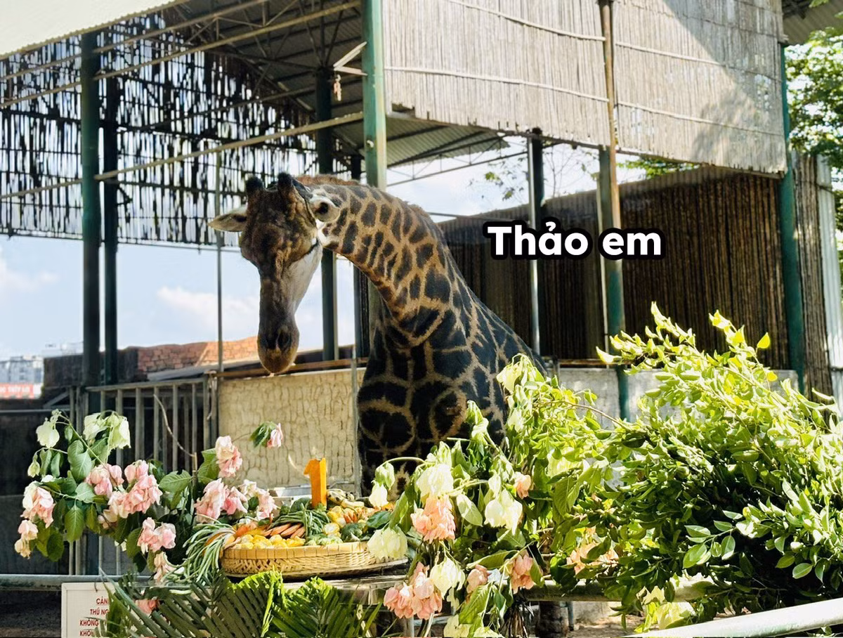 Tên là Thảo em mà đã cao lớn như vậy, không biết Thảo anh, Thảo bố, Thảo mẹ, Thảo cô, Thảo chú còn cao đến thế nào nữa.