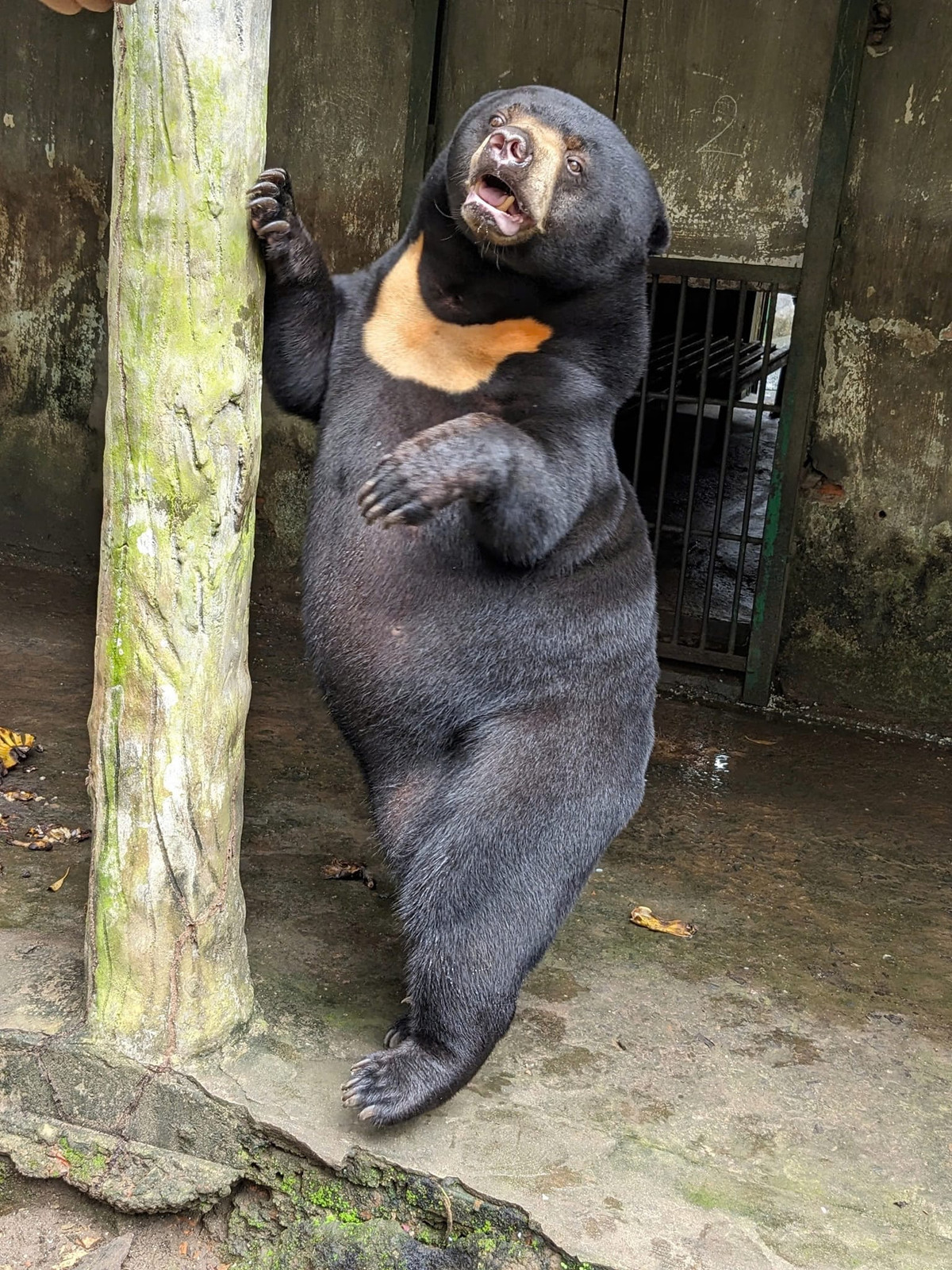 Bé gấu với dáng đứng chuyện nghiệp như "người mẫu". Noel là chú gấu được sinh trước đêm Giáng sinh, người phụ trách lấy tên Noel đặt cho bé.