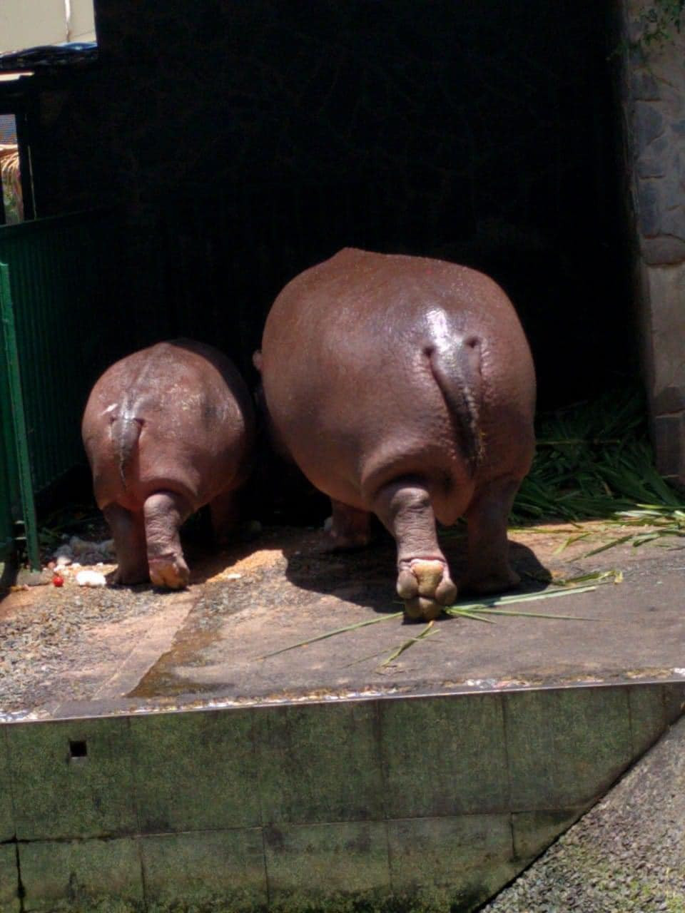 Góc ảnh khoe trọn vòng 3 khủng của mẹ con hà mã.