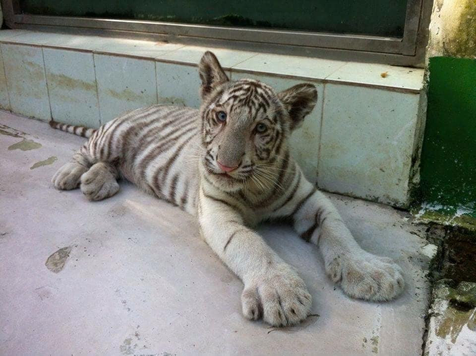 Chú hổ với cái tên Bò Sữa vô cùng đáng yêu.