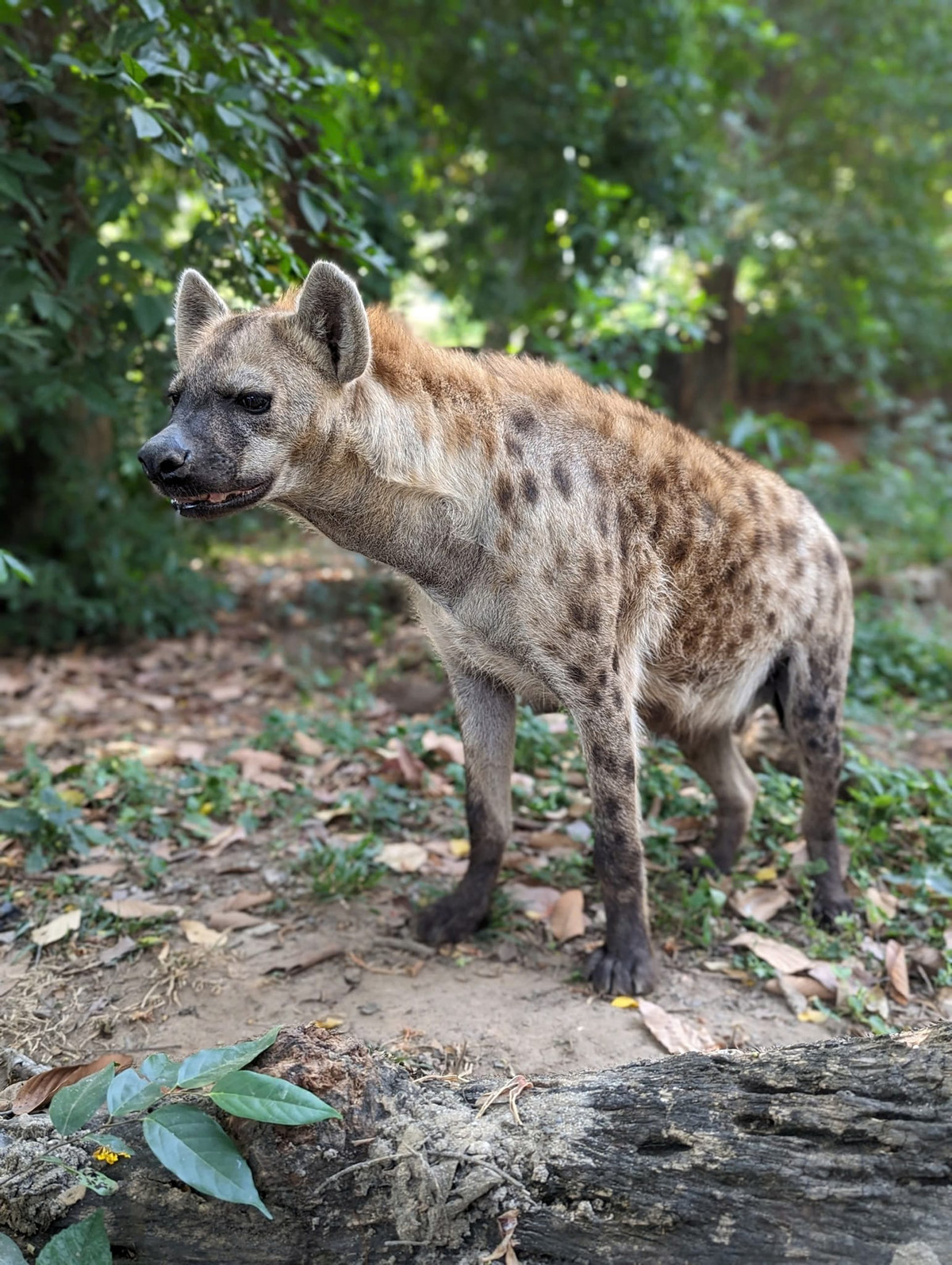 Những con vật ở Thảo Cầm Viên được đặt cho những cái tên vô cùng bình dân như Tèo, Hột Mít, Thảo Em, anh em hổ Bình - Dương...