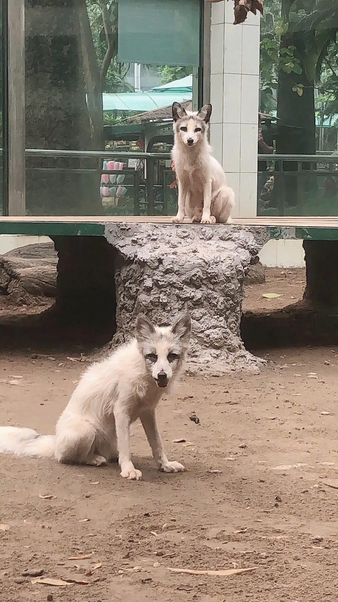 Nhìn giao diện xảo quyệt tí thôi nhưng tính tình thì mè nheo đáng yêu, nhất là lúc làm nũng đòi ăn...