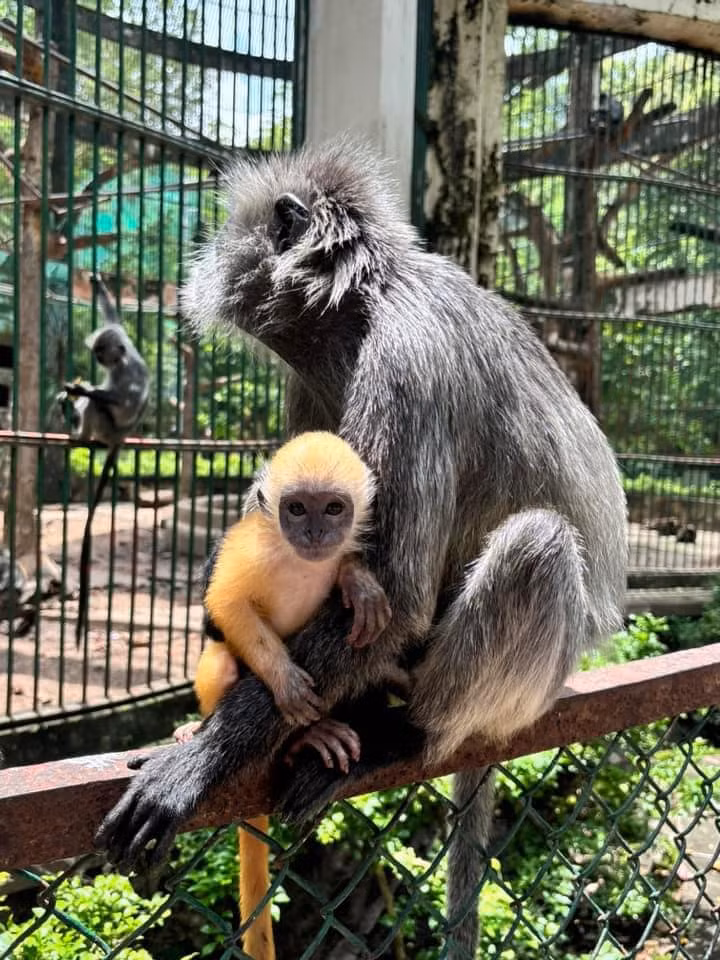 "Scandal" tình ái từng khiến netizen xôn xao khi một cặp đôi bố mẹ khỉ có lông xám nhưng sinh ra khỉ con có bộ lông màu vàng. Đến nay, bộ lông khỉ con đã chuyển dần màu xám, giúp khỉ mẹ được "giải oan".